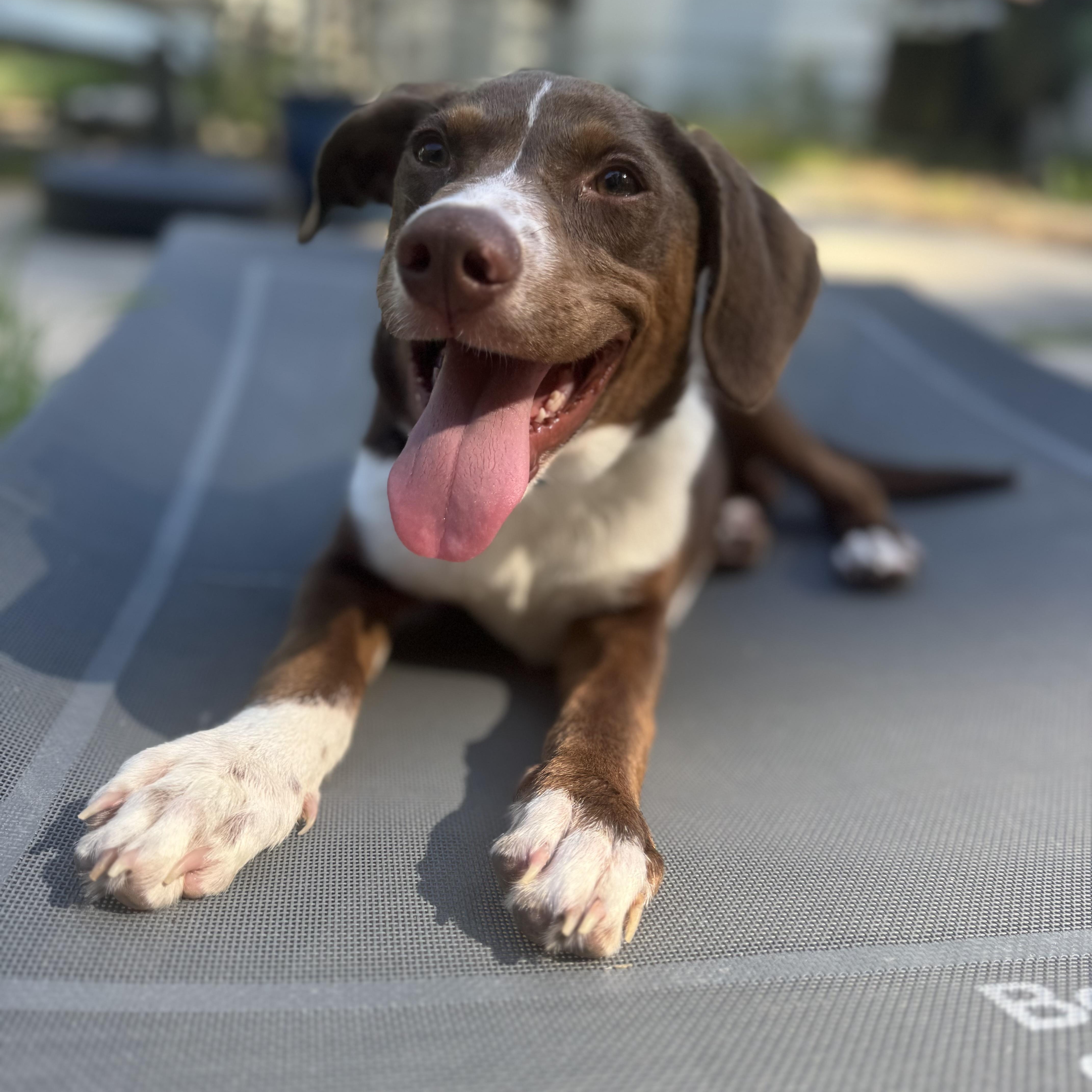 Enlarge Wells, a ADOPTABLE mixed breed in Wando, SC image 3/6