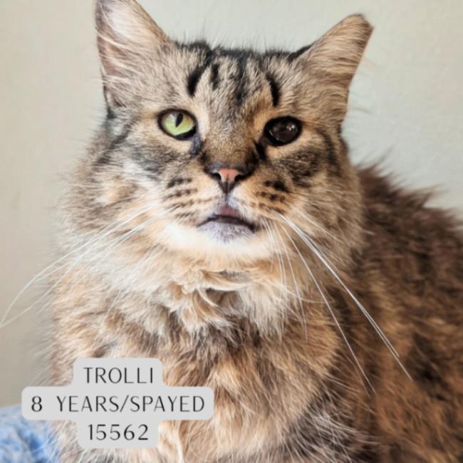 Trolli, Adoptable, Adult Female Domestic Medium Hair.