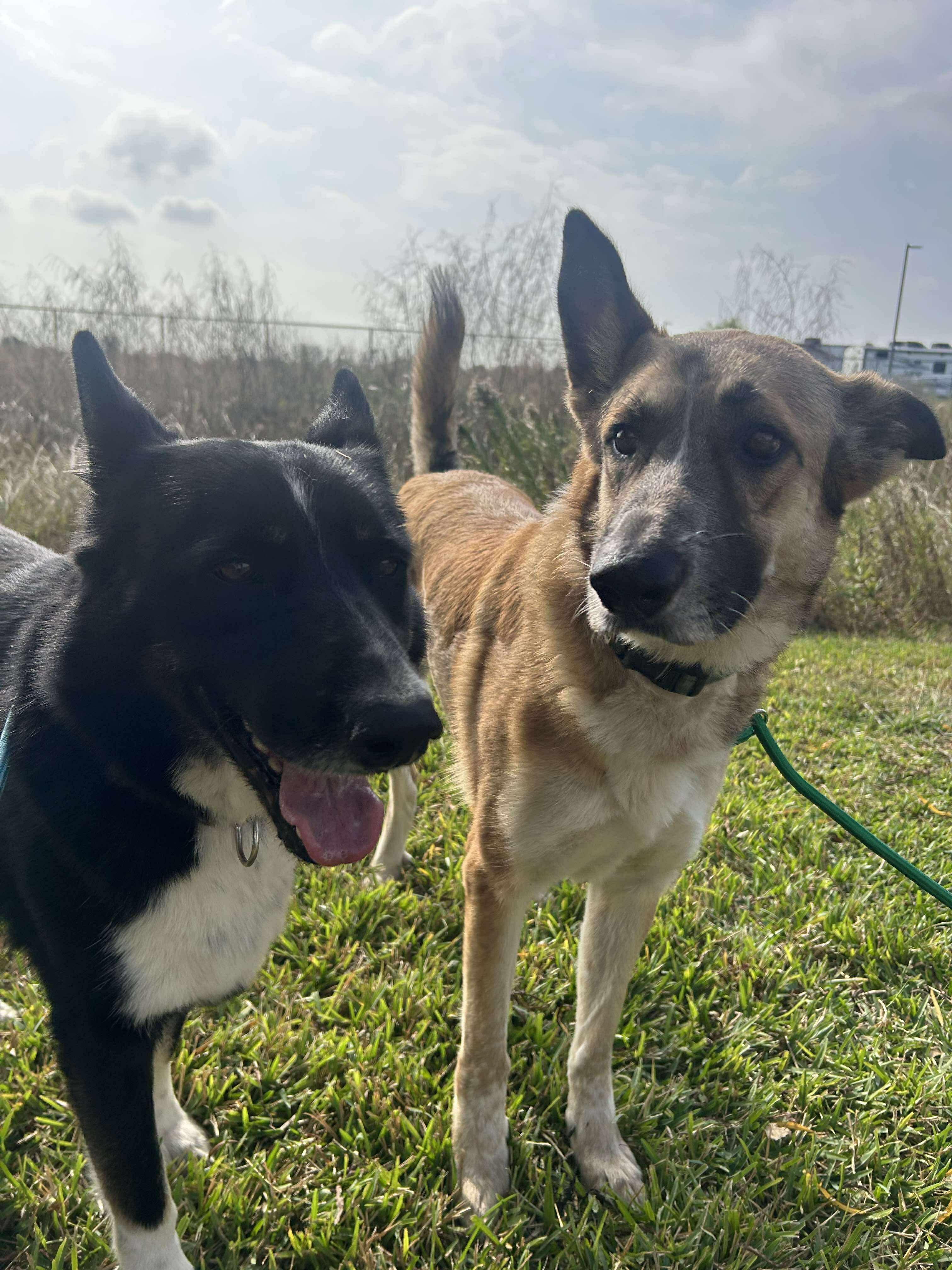 Enlarge Abigale, a Adoptable mixed breed in Robbinsville, NJ image 2/5