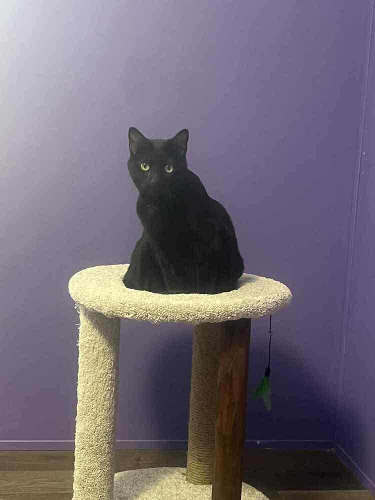 Enlarge Princess AA, a Adoptable Domestic Short Hair in Greenville, SC image 1/3