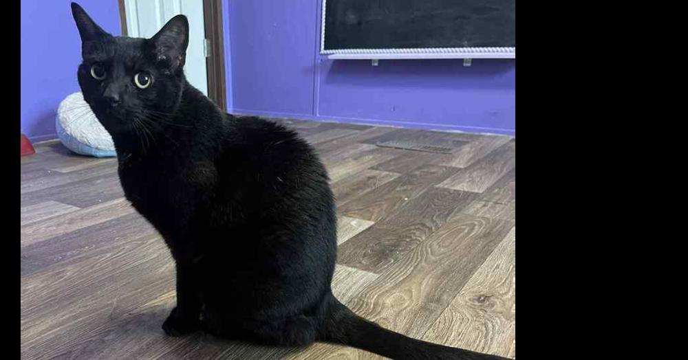 Enlarge Princess AA, a Adoptable Domestic Short Hair in Greenville, SC image 2/3