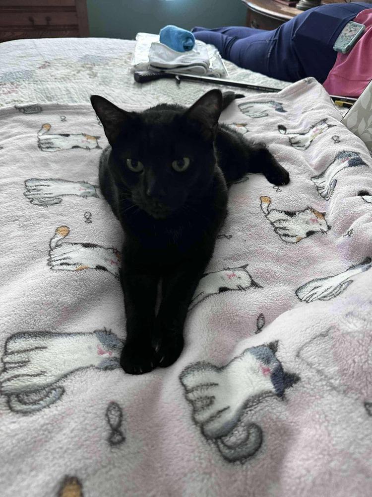 Enlarge Princess AA, a Adoptable Domestic Short Hair in Greenville, SC image 3/3