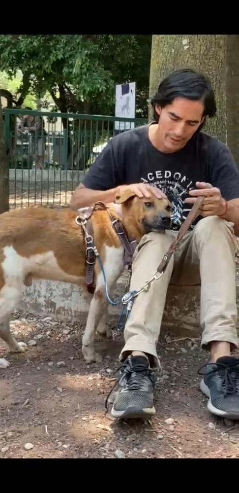 Enlarge MAURO, a Adoptable mixed breed in Langley, BC image 1/6