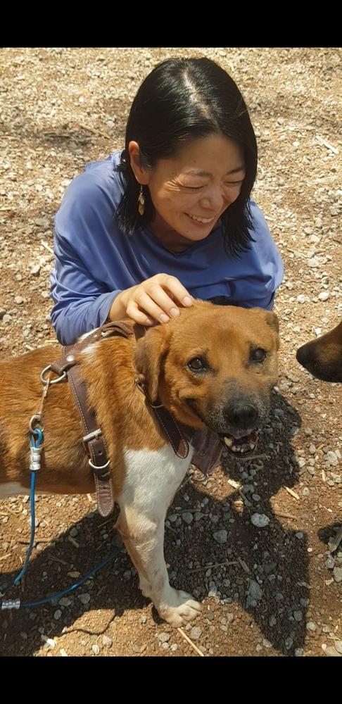 Enlarge MAURO, a Adoptable mixed breed in Langley, BC image 2/6