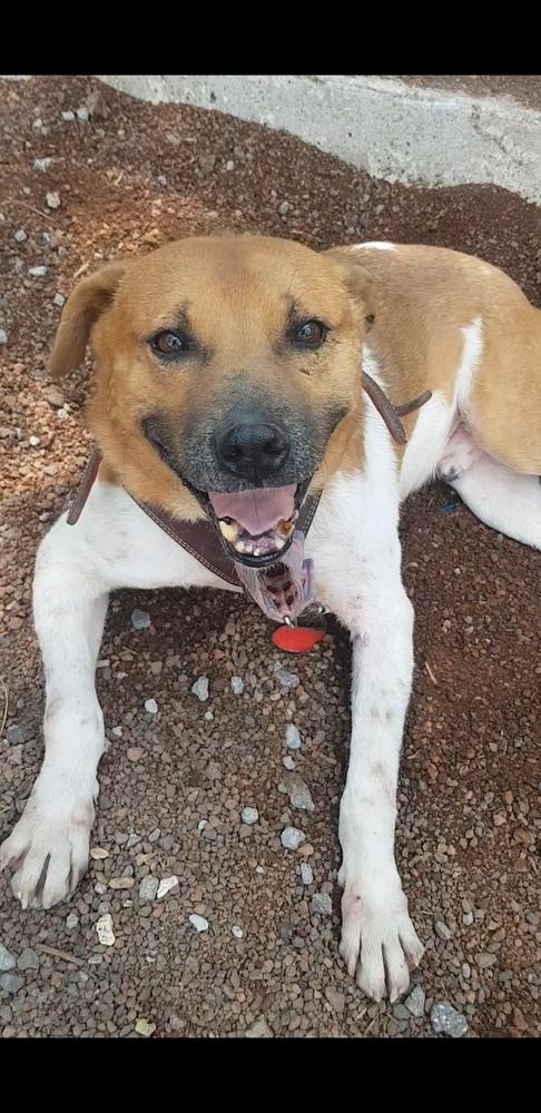 Enlarge MAURO, a Adoptable mixed breed in Langley, BC image 3/6