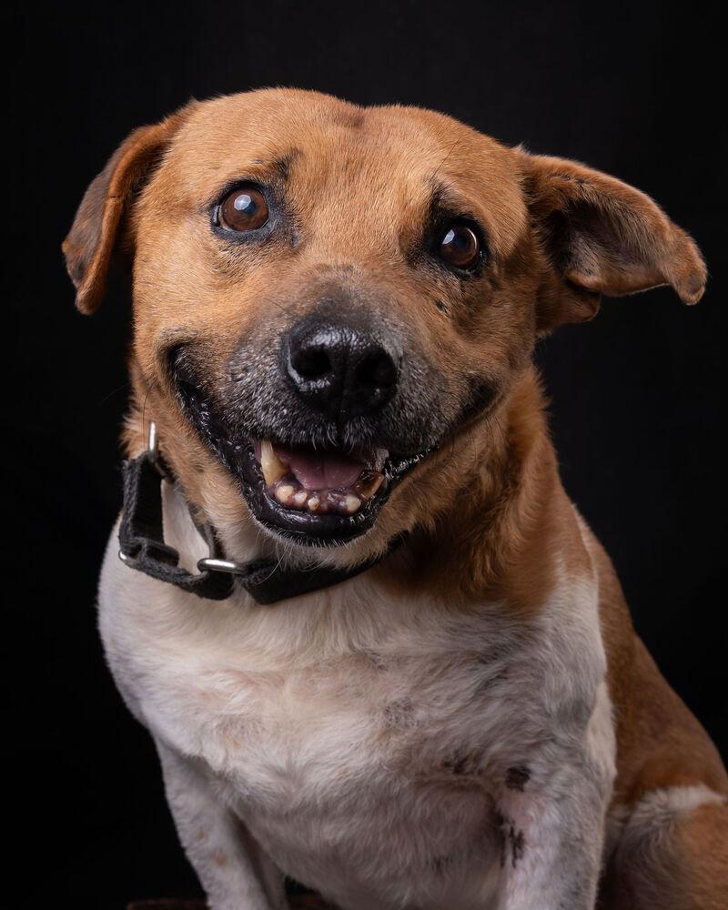Enlarge MAURO, a Adoptable mixed breed in Langley, BC image 4/6