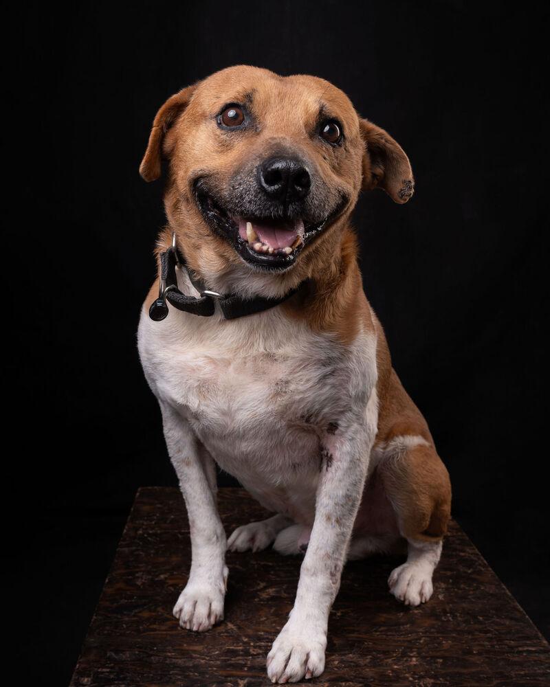 Enlarge MAURO, a Adoptable mixed breed in Langley, BC image 6/6