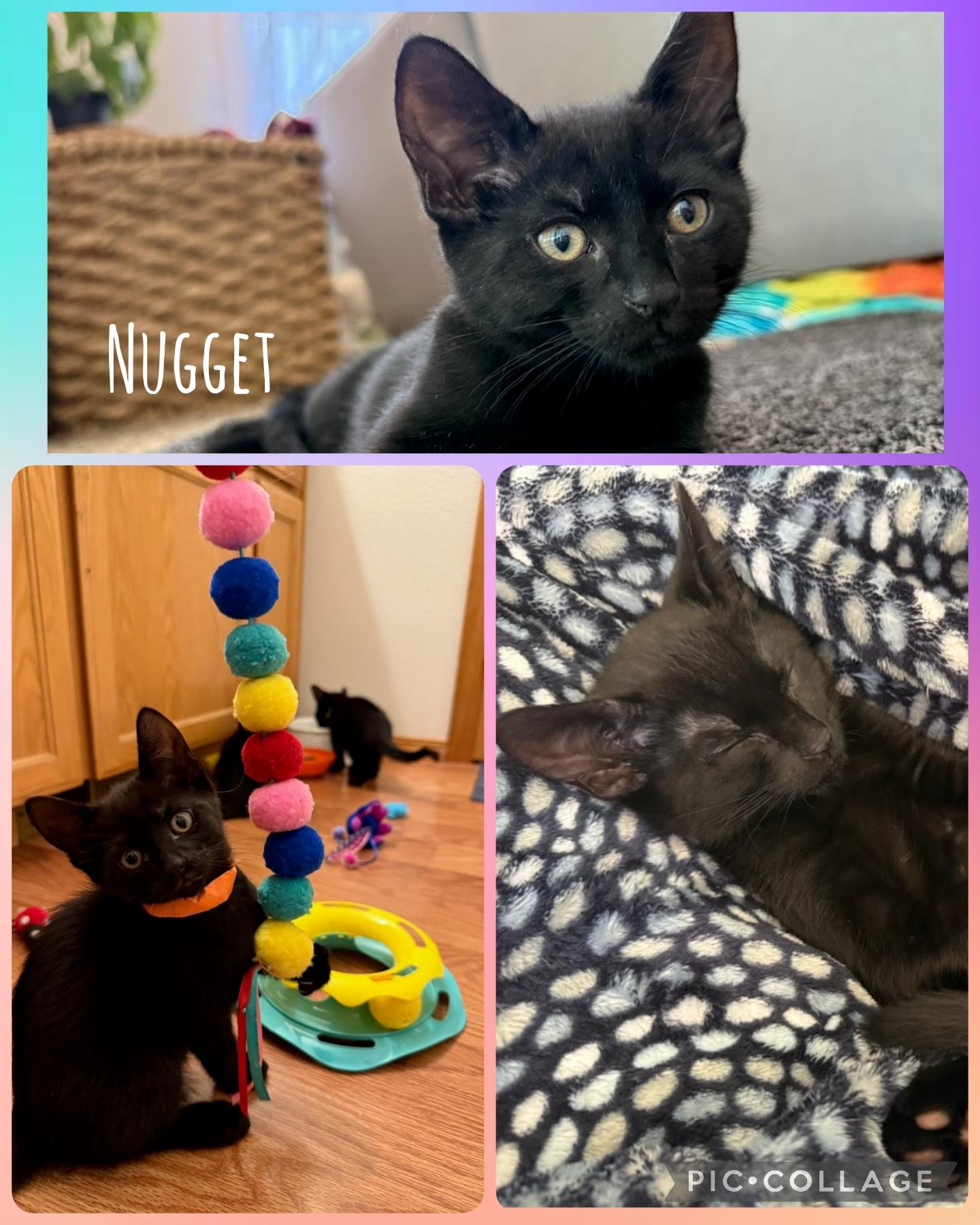 Nugget, Adoptable, Kitten Male Domestic Short Hair.