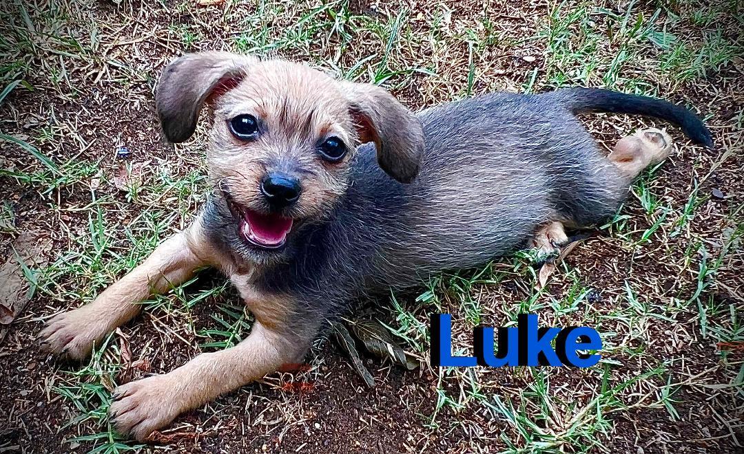 Enlarge Luke, a Adopted mixed breed in Carrollton, TX image 3/5