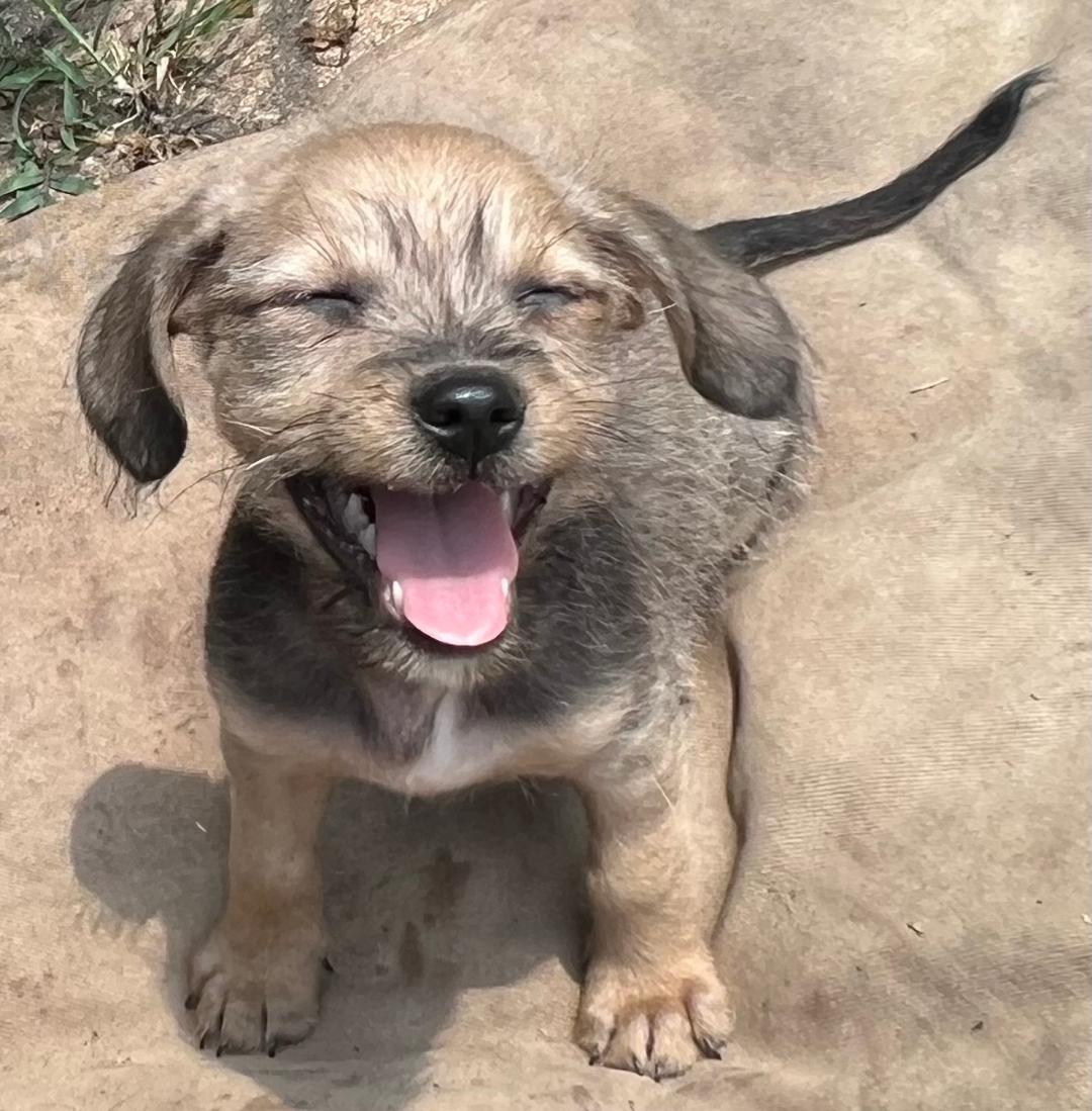 Enlarge Luke, a Adopted mixed breed in Carrollton, TX image 2/5