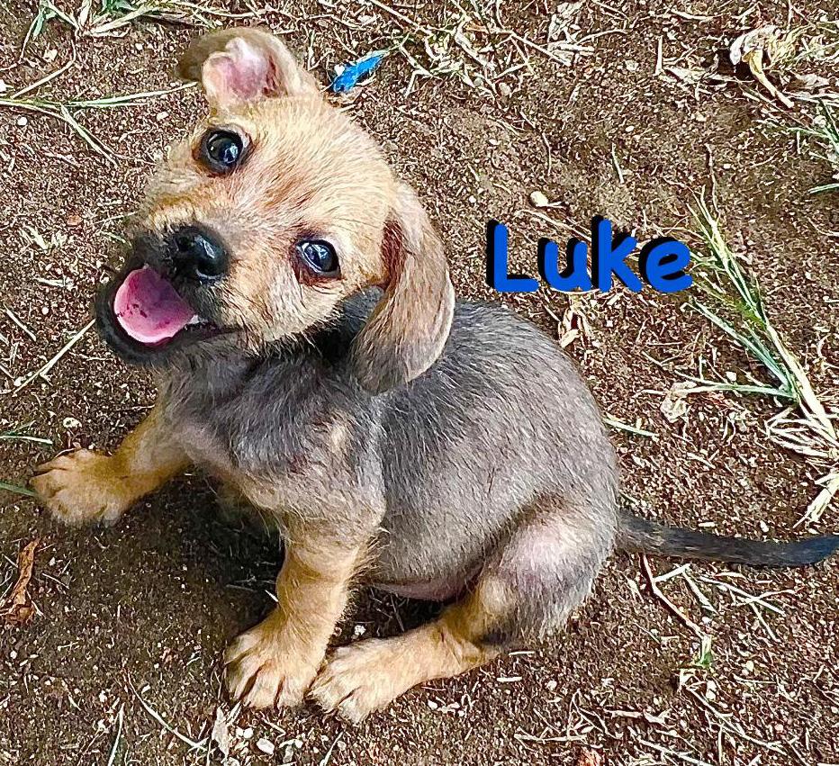 Enlarge Luke, a Adopted mixed breed in Carrollton, TX image 4/5