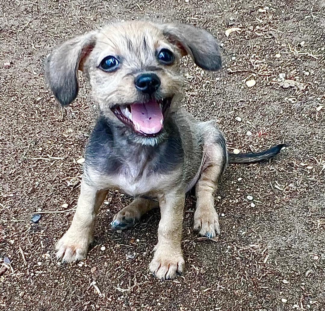 Enlarge Luke, a Adopted mixed breed in Carrollton, TX image 5/5