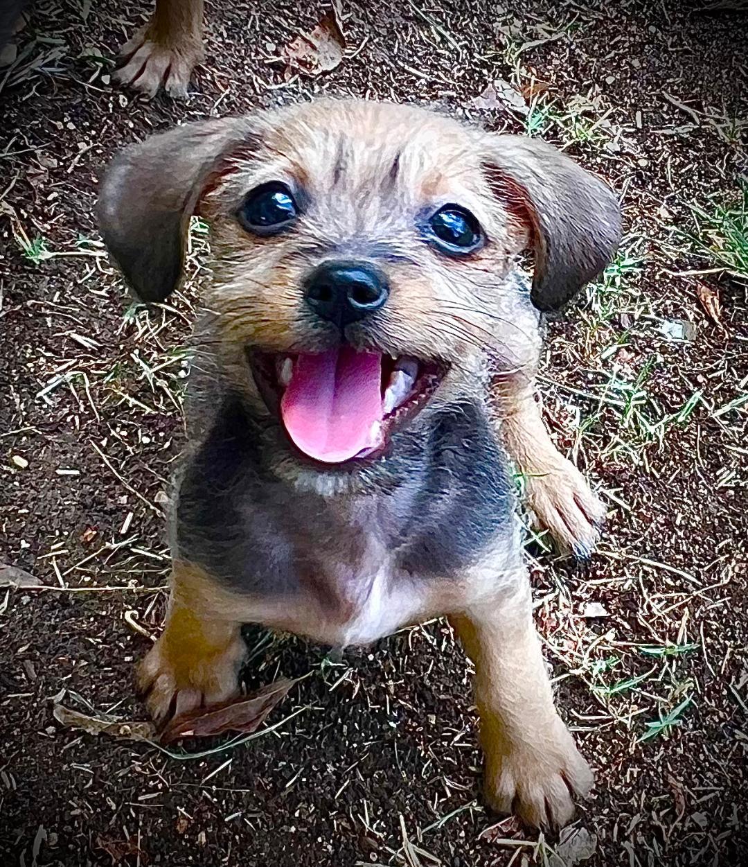 Enlarge Luke, a Adopted mixed breed in Carrollton, TX image 1/5
