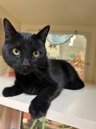 Puma, a ADOPTABLE Domestic Short Hair in Hamilton, MT image 2/3