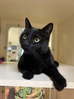 Puma, a ADOPTABLE Domestic Short Hair in Hamilton, MT image 3/3