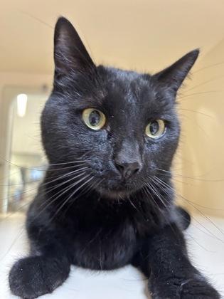 Puma, ADOPTABLE, Adult Female Domestic Short Hair.