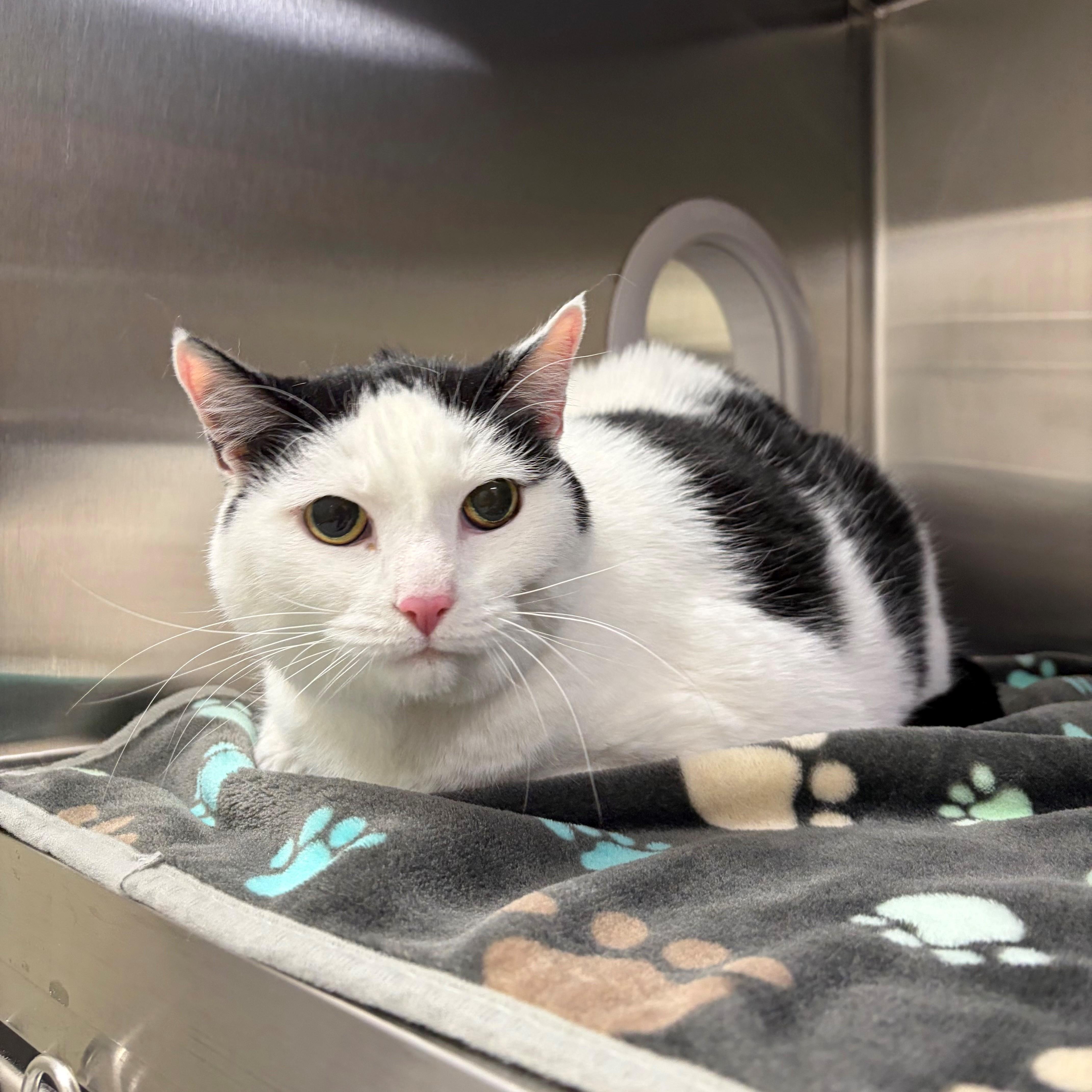 Mica, an adopted Domestic Short Hair in Caledon, ON image 2/2