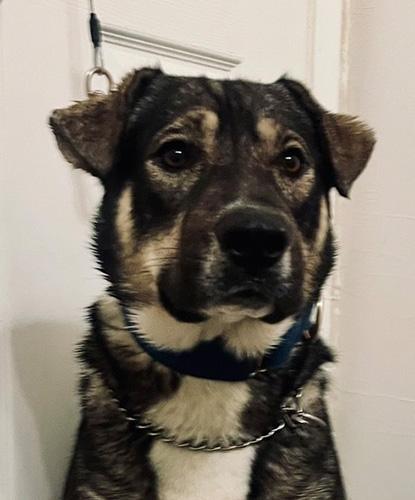 Enlarge z(Courtesy Post) Suga, a ADOPTABLE mixed breed in Encinitas, CA image 1/1