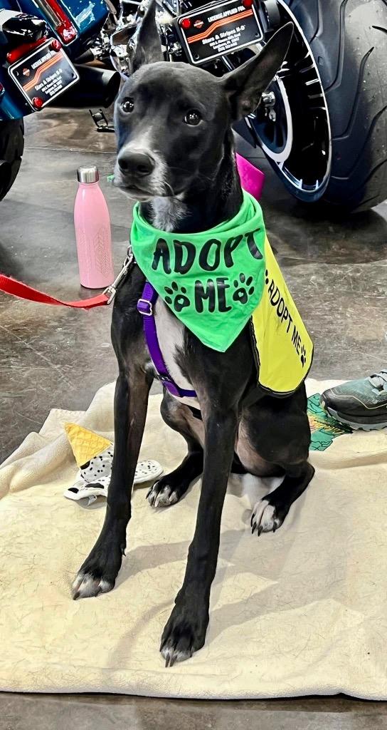 Sirius, Adoptable, Young Male Cattle Dog.