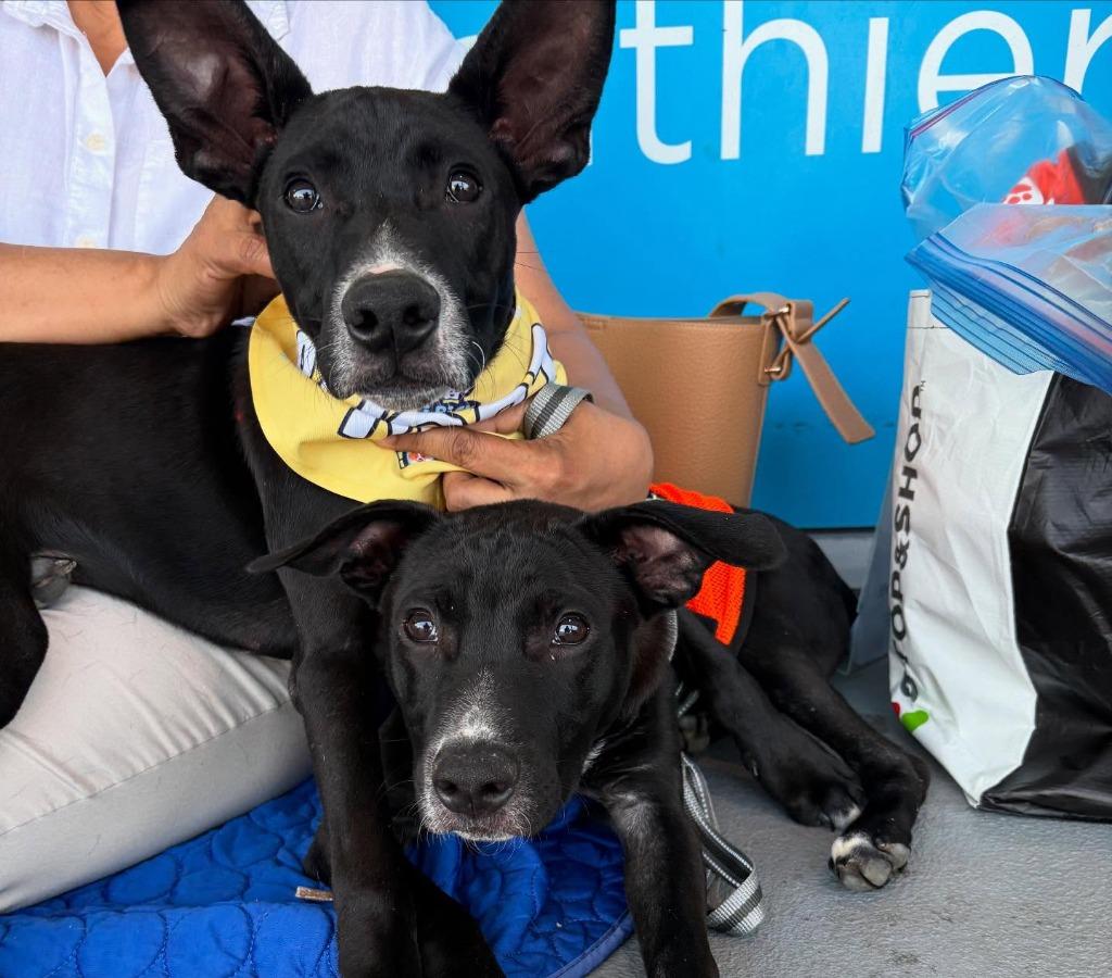 Sirius, Adoptable, Young Male Cattle Dog.