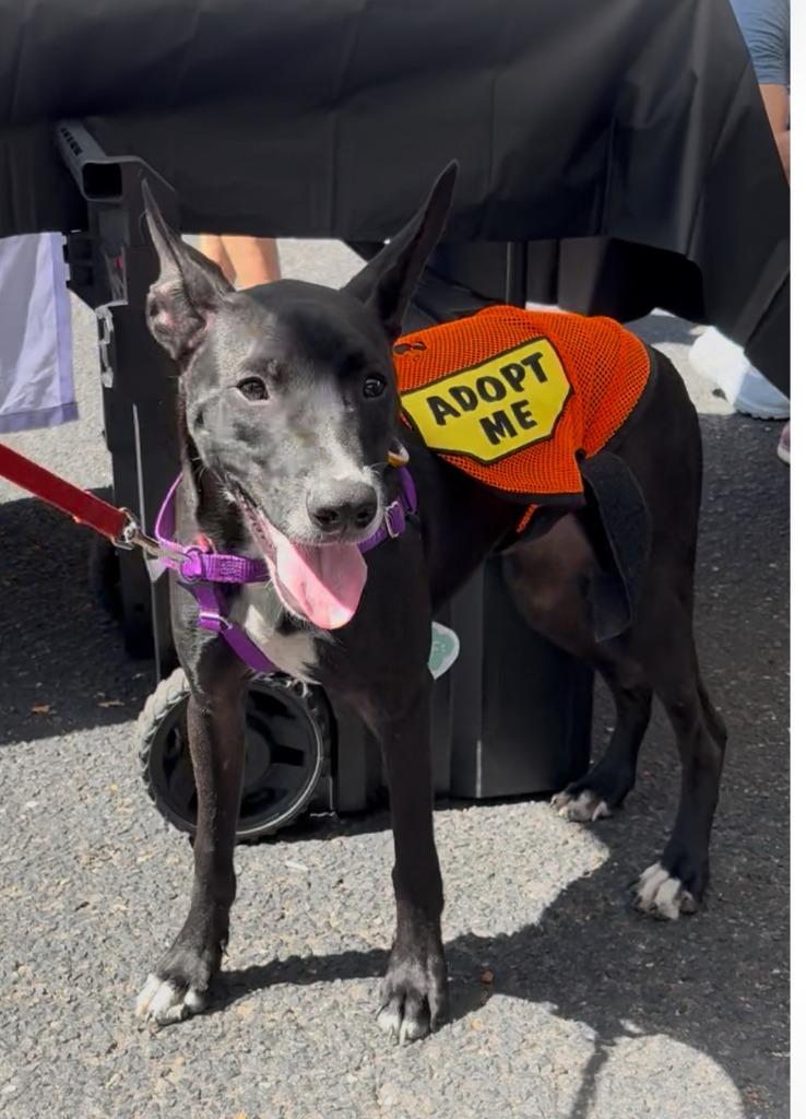 Sirius, a Adoptable Cattle Dog in Ewing, NJ image 2/3