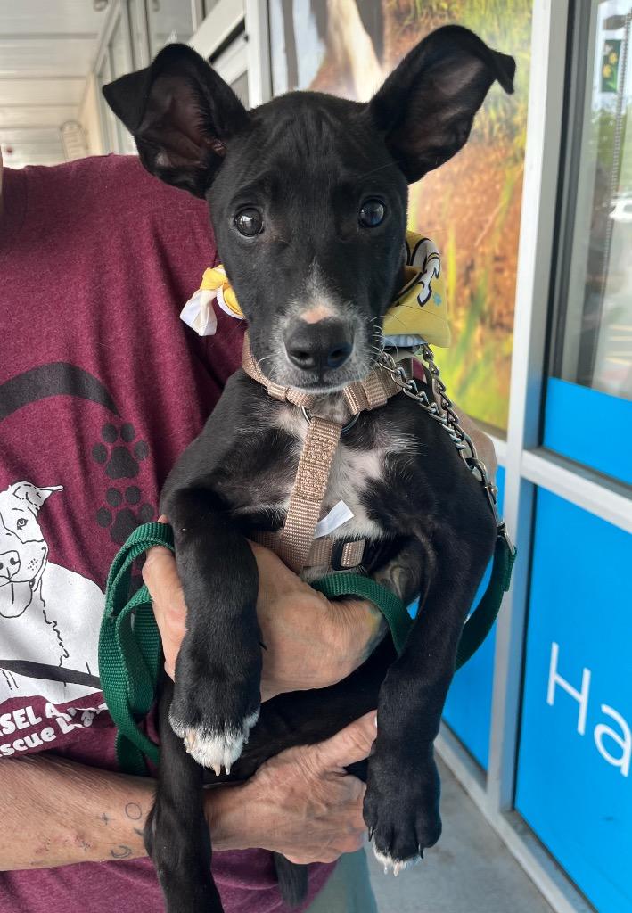 Sirius, a Adoptable Cattle Dog in Ewing, NJ image 3/3