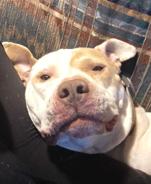 Enlarge MELON, a Adoptable mixed breed in Albuquerque, NM image 1/1