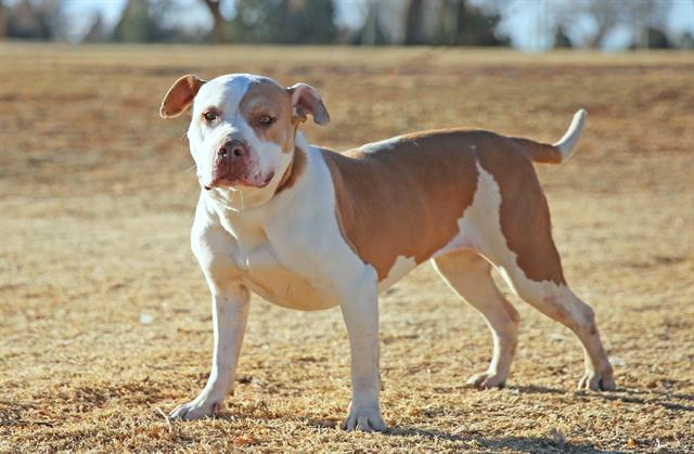 MELON, Adoptable, Adult Female Pit Bull Terrier & Mixed Breed.