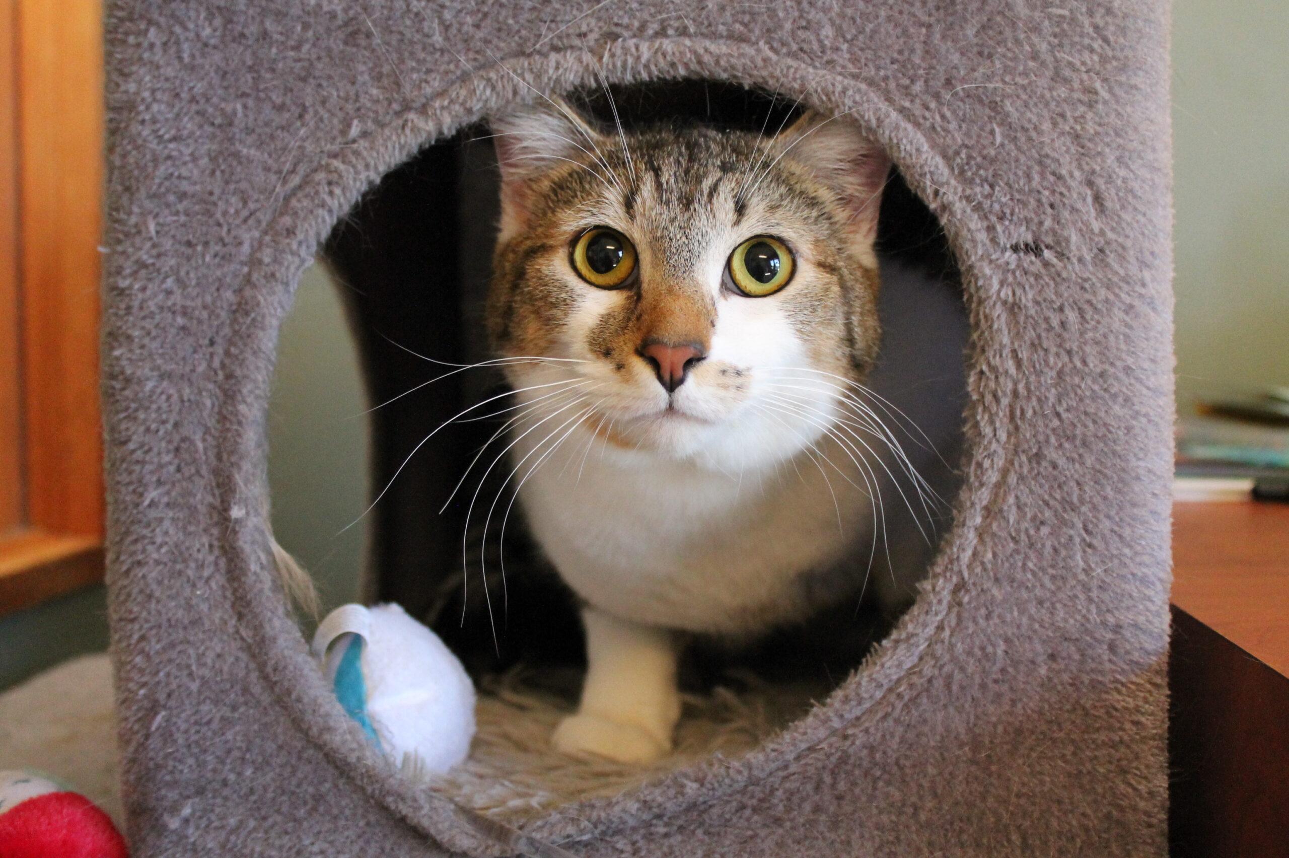 Beaver, ADOPTABLE, Young Male Domestic Short Hair.