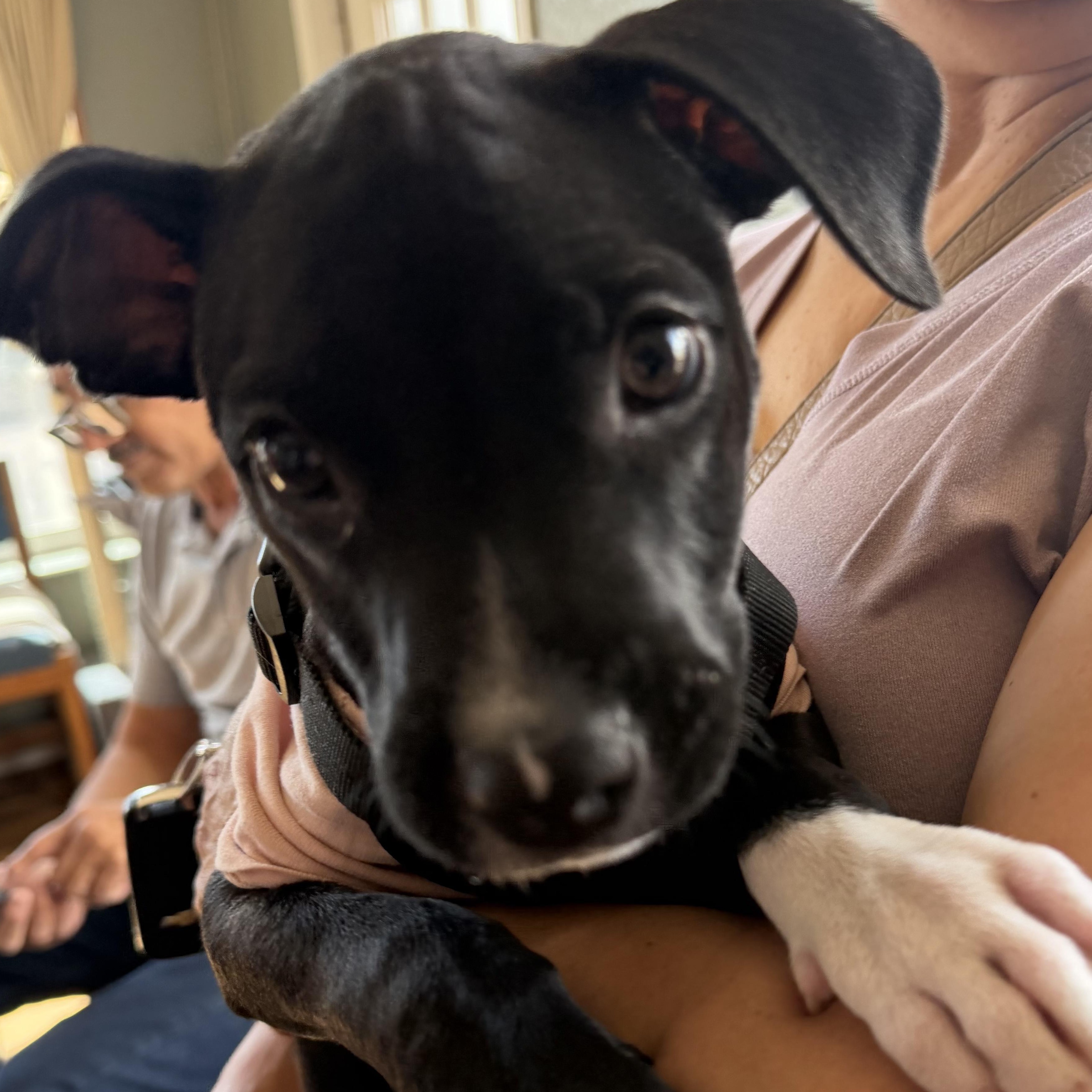 Olivia, Adoptable, Puppy Female Pit Bull Terrier.