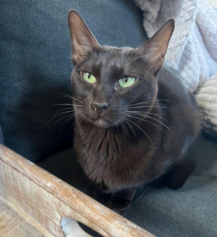 Coco, ADOPTABLE, Adult Female Oriental Short Hair.