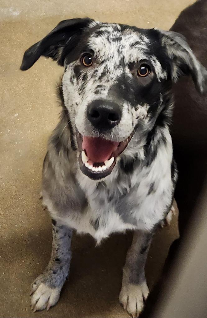 SUE, Adoptable, Young Female Australian Shepherd & Mixed Breed.