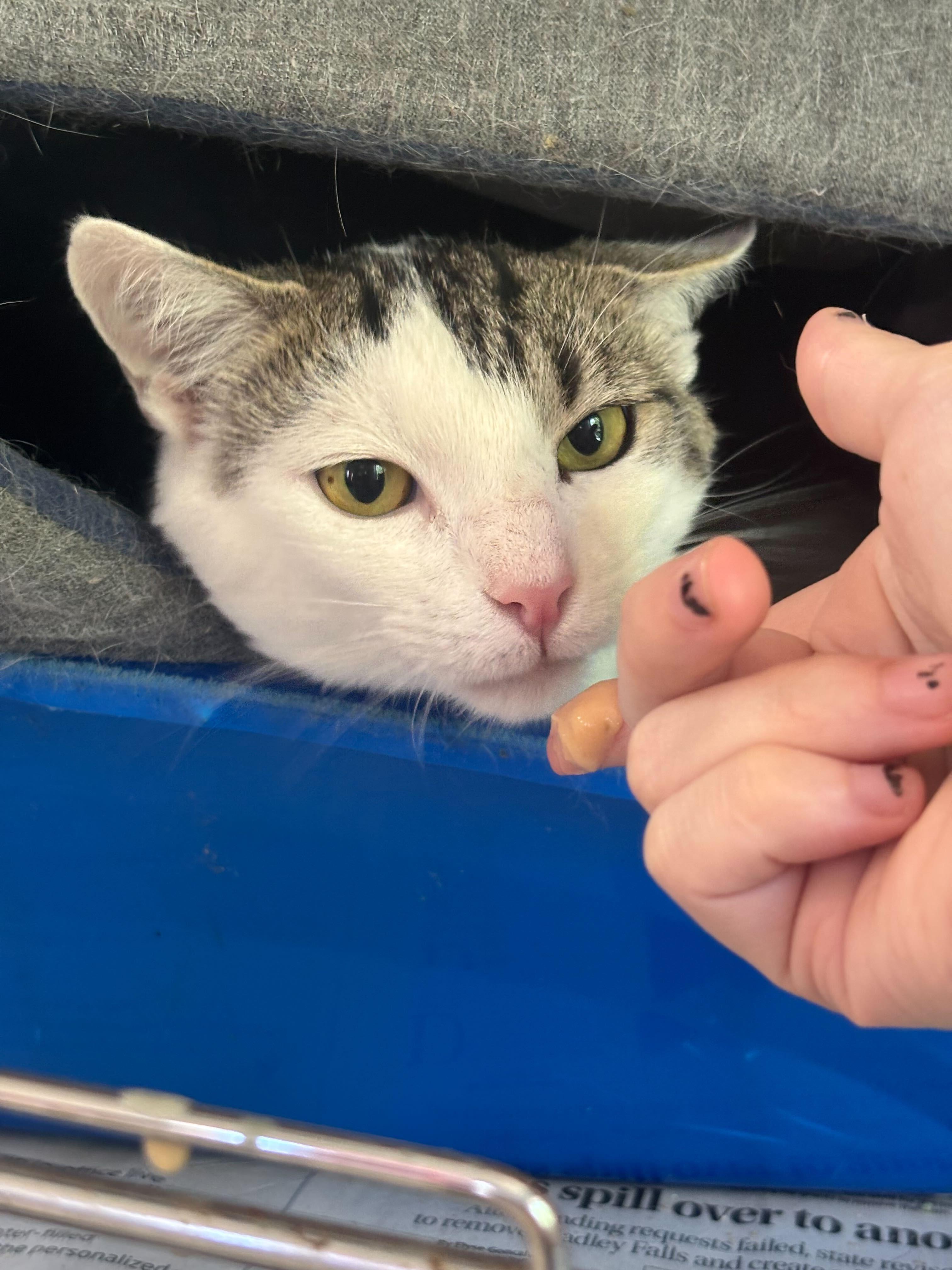 Enlarge Meek Mill-  FIV+, a Adoptable Domestic Short Hair in Manchester, NH image 2/2