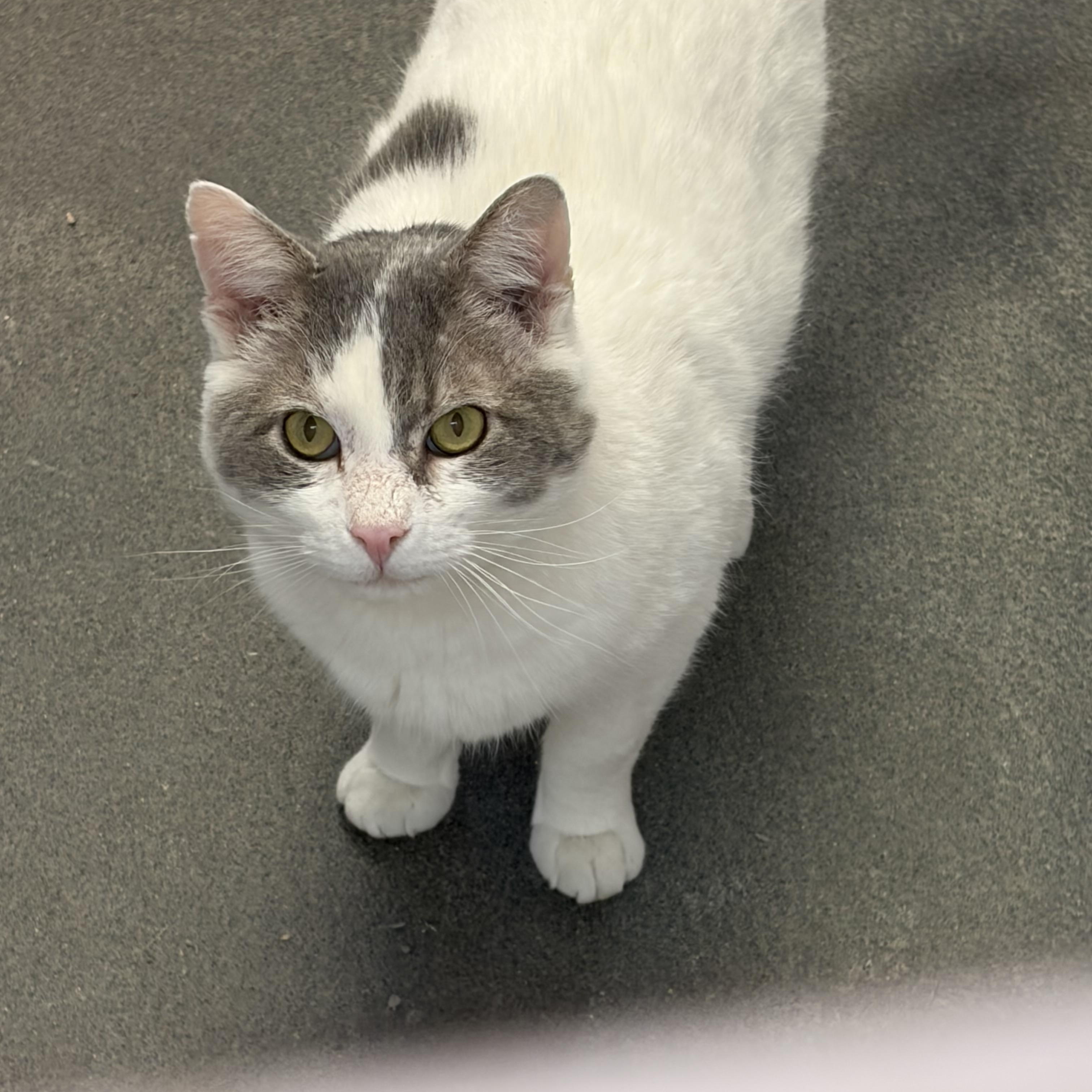 Enlarge Meek Mill, a hold Domestic Short Hair in Manchester, NH image 4/4