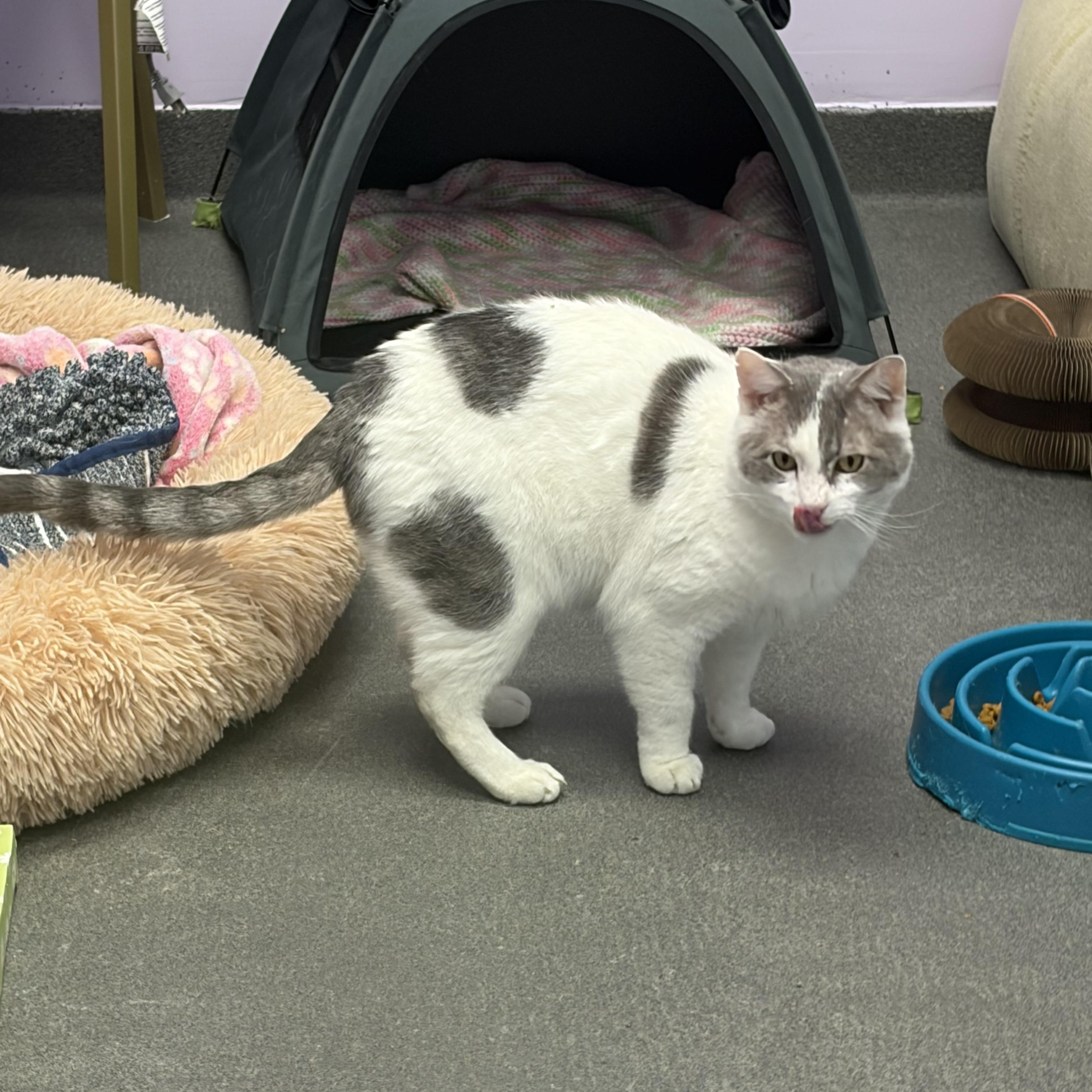 Enlarge Meek Mill, a hold Domestic Short Hair in Manchester, NH image 3/4