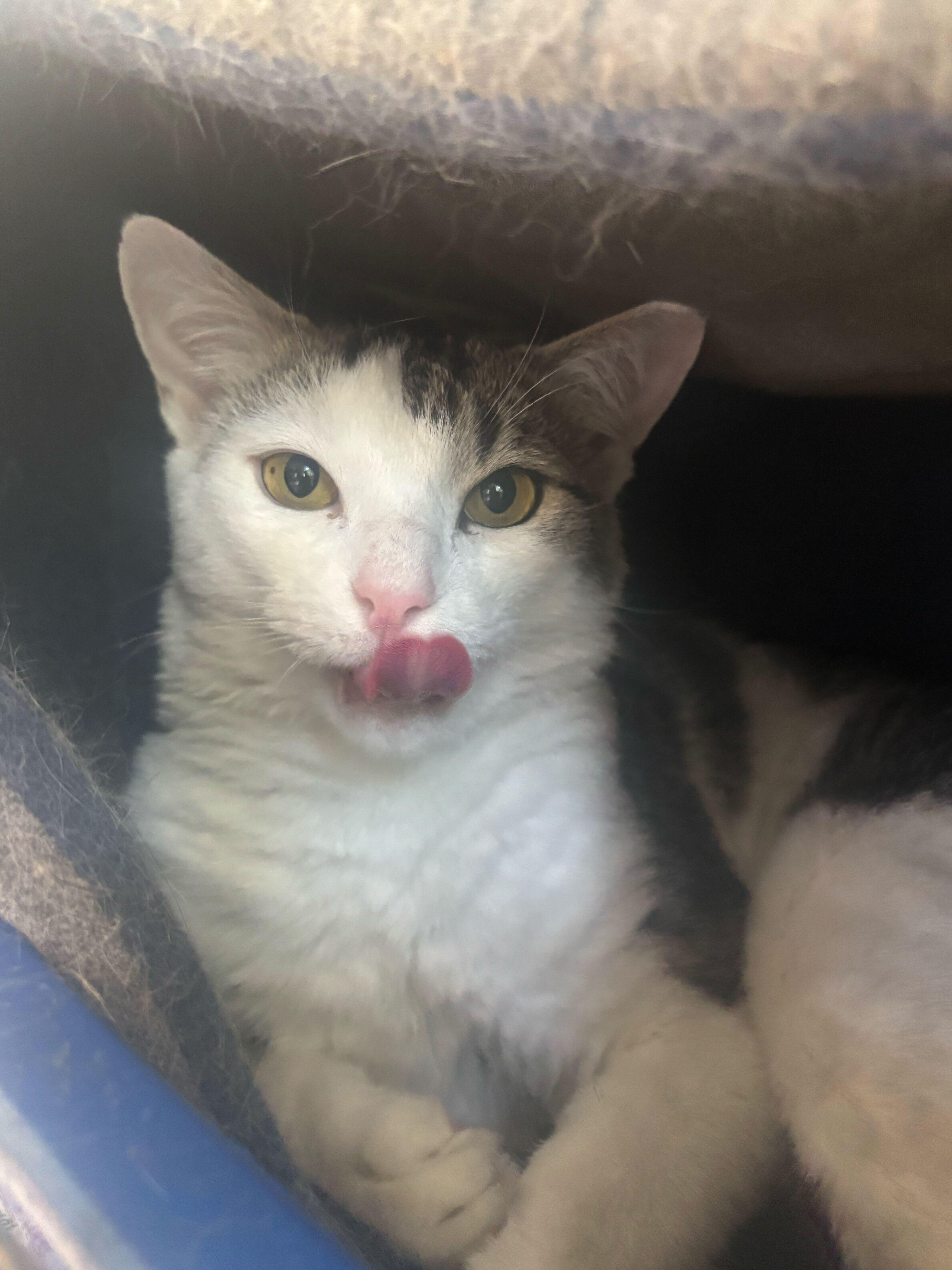 Enlarge Meek Mill-  FIV+, a Adoptable Domestic Short Hair in Manchester, NH image 1/2