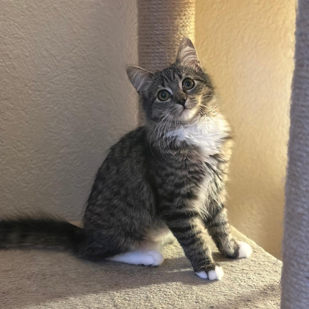 Enlarge Daniela, an adopted mixed breed in Morgan Hill, CA image 6/6