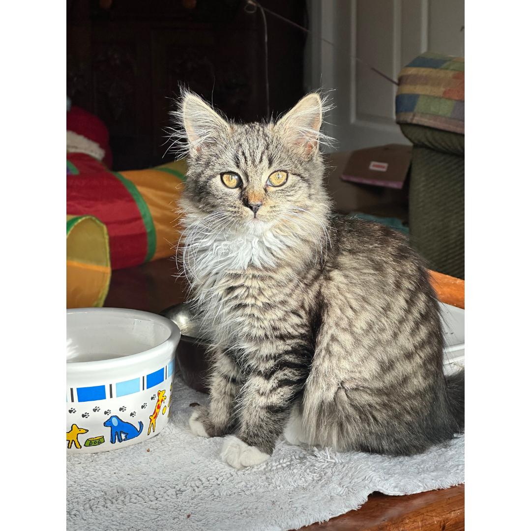 Enlarge Daniela, an adopted mixed breed in Morgan Hill, CA image 2/6