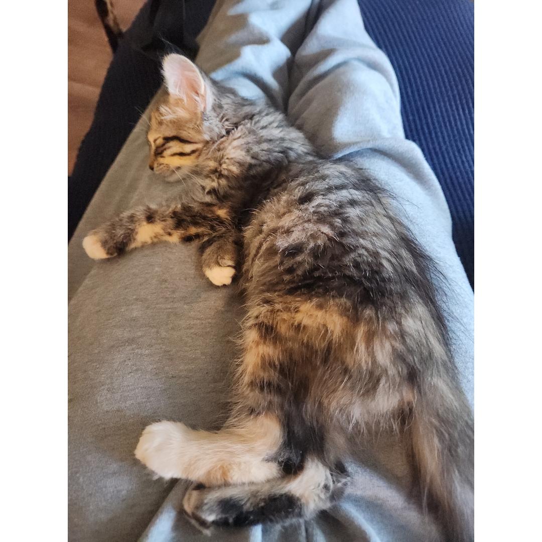 Enlarge Daniela, an adopted mixed breed in Morgan Hill, CA image 3/6