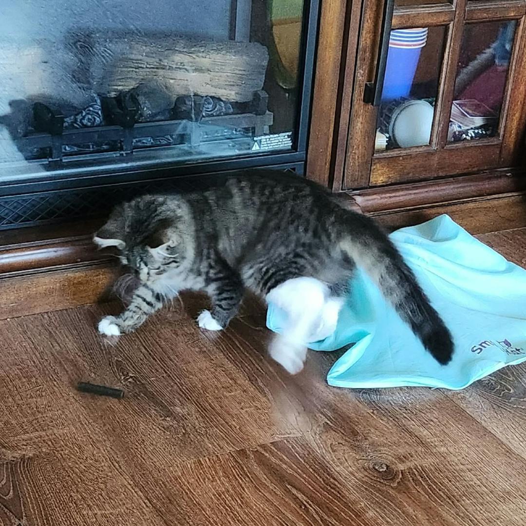 Enlarge Daniela, an adopted mixed breed in Morgan Hill, CA image 4/6