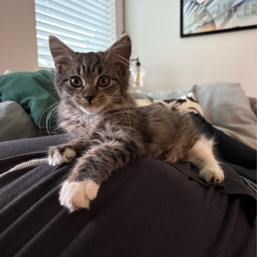 Enlarge Daniela, an adopted mixed breed in Morgan Hill, CA image 5/6