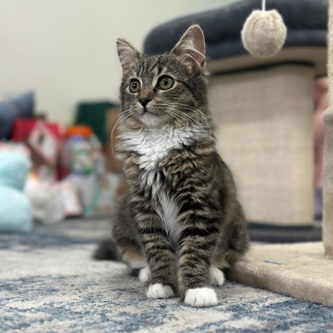 Daniela, adopted, Kitten Female Tabby & Domestic Medium Hair.