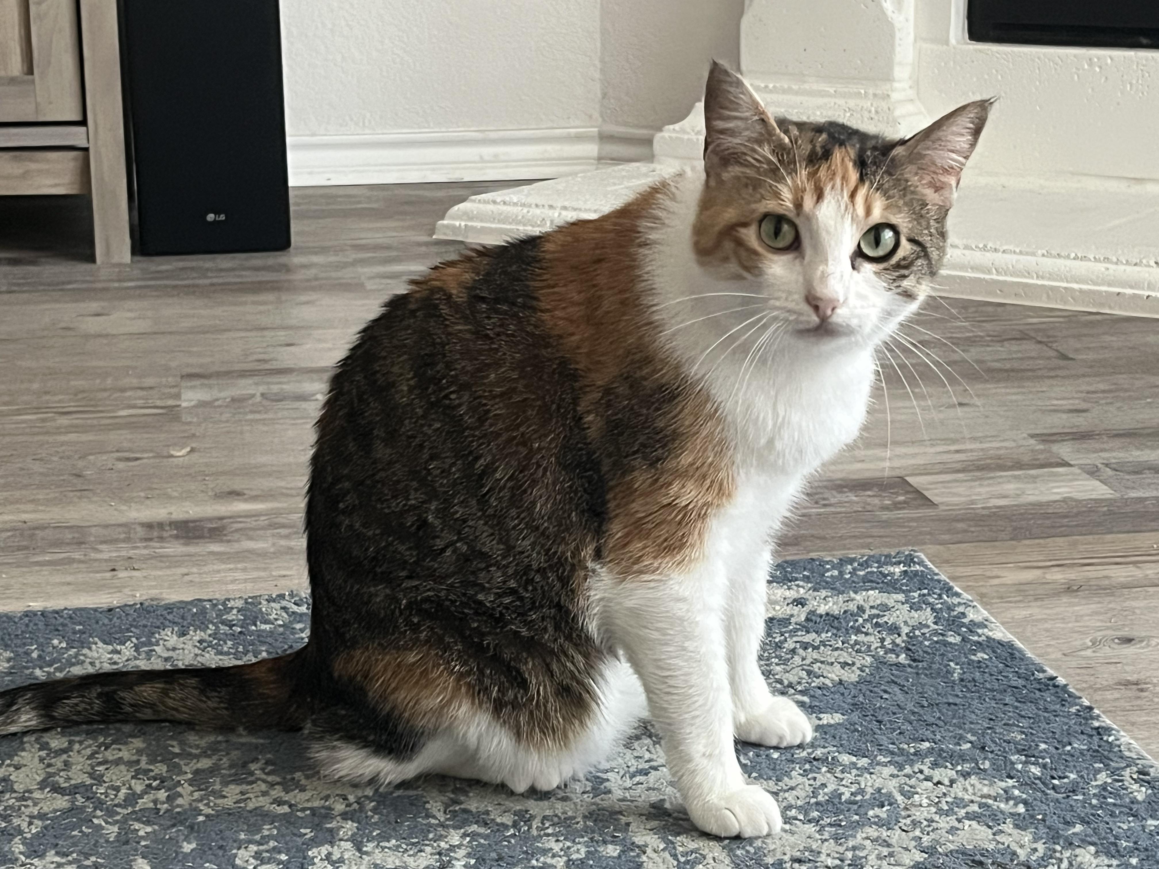 Lily 6