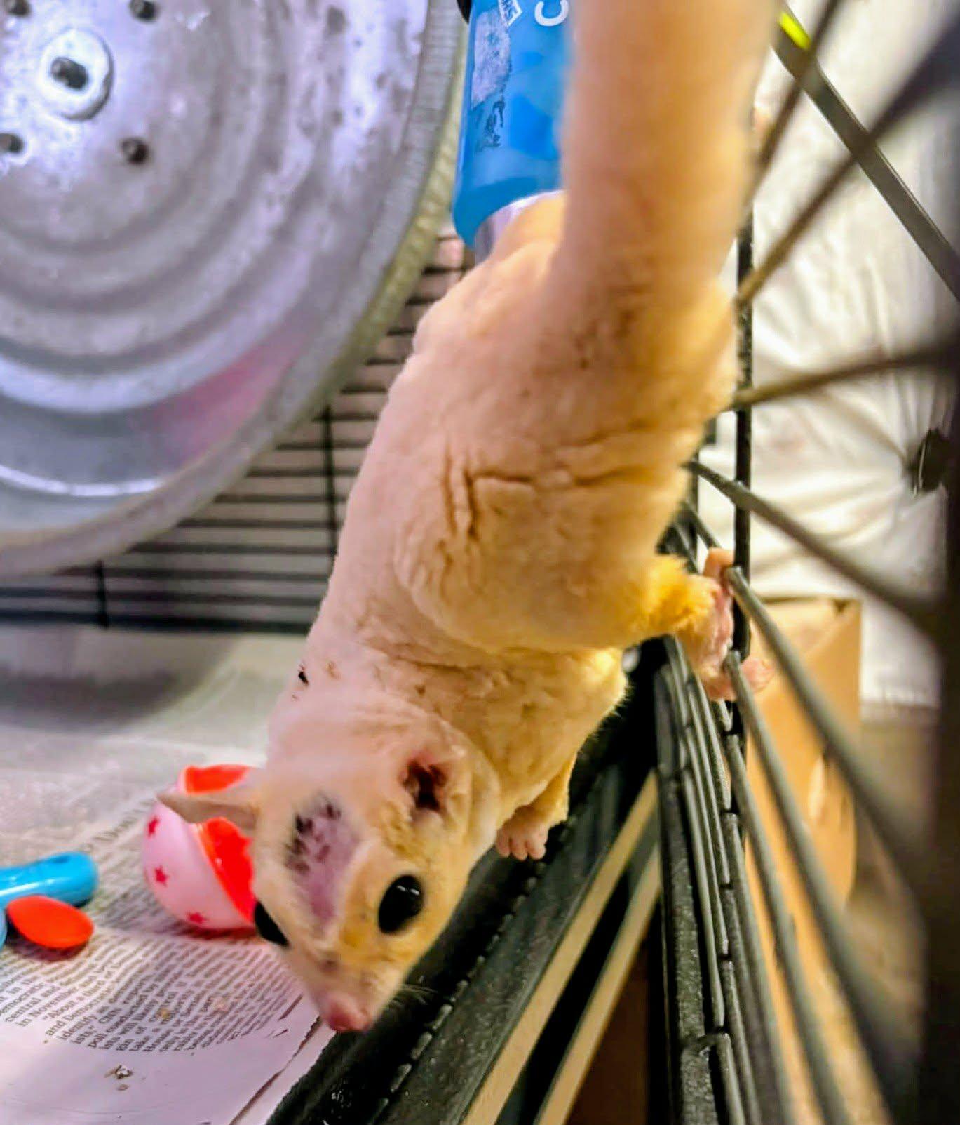 Enlarge Cane, a Adoptable Sugar Glider in Middle Island, NY image 1/1