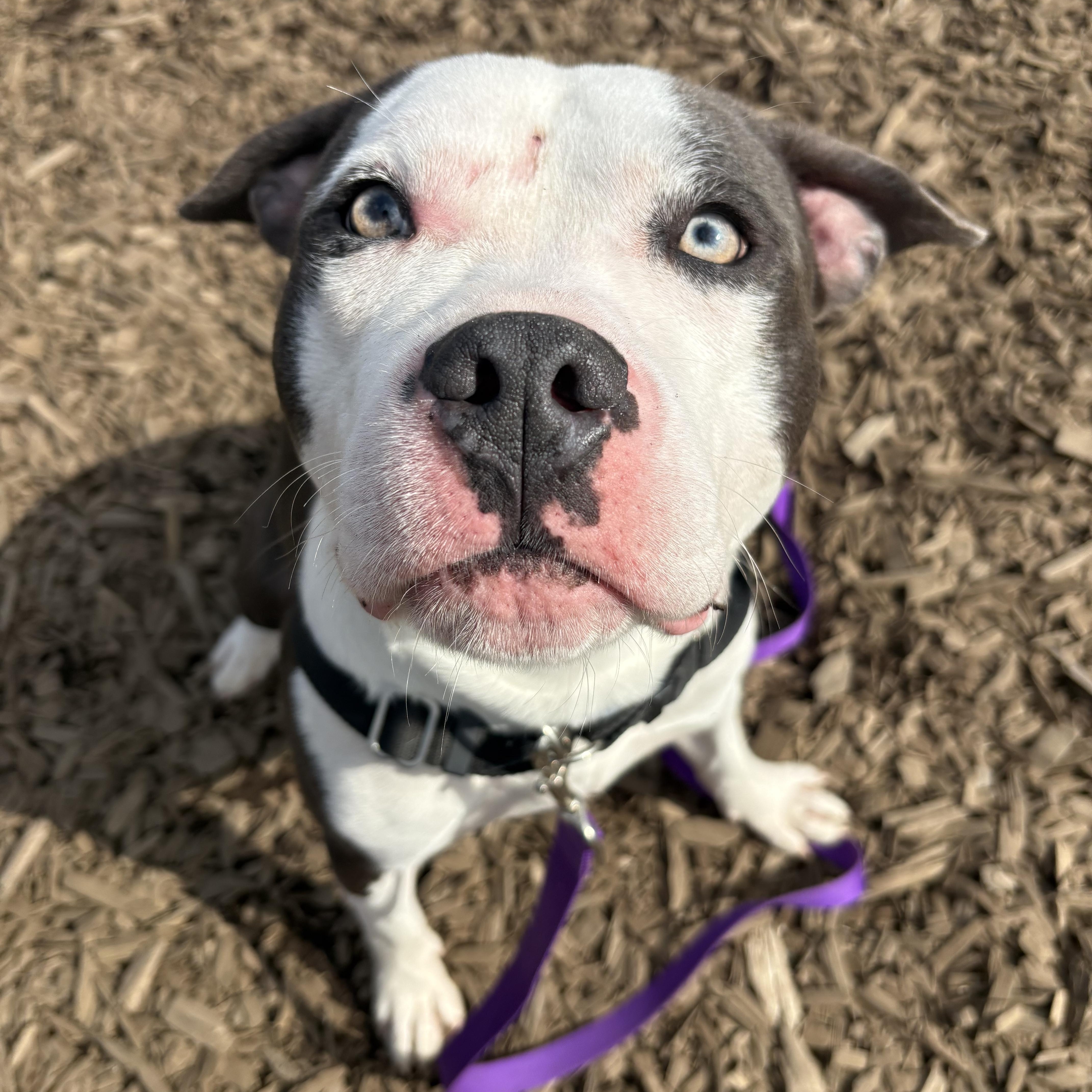 Enlarge Blue, a ADOPTABLE mixed breed in Bellingham, WA image 6/6