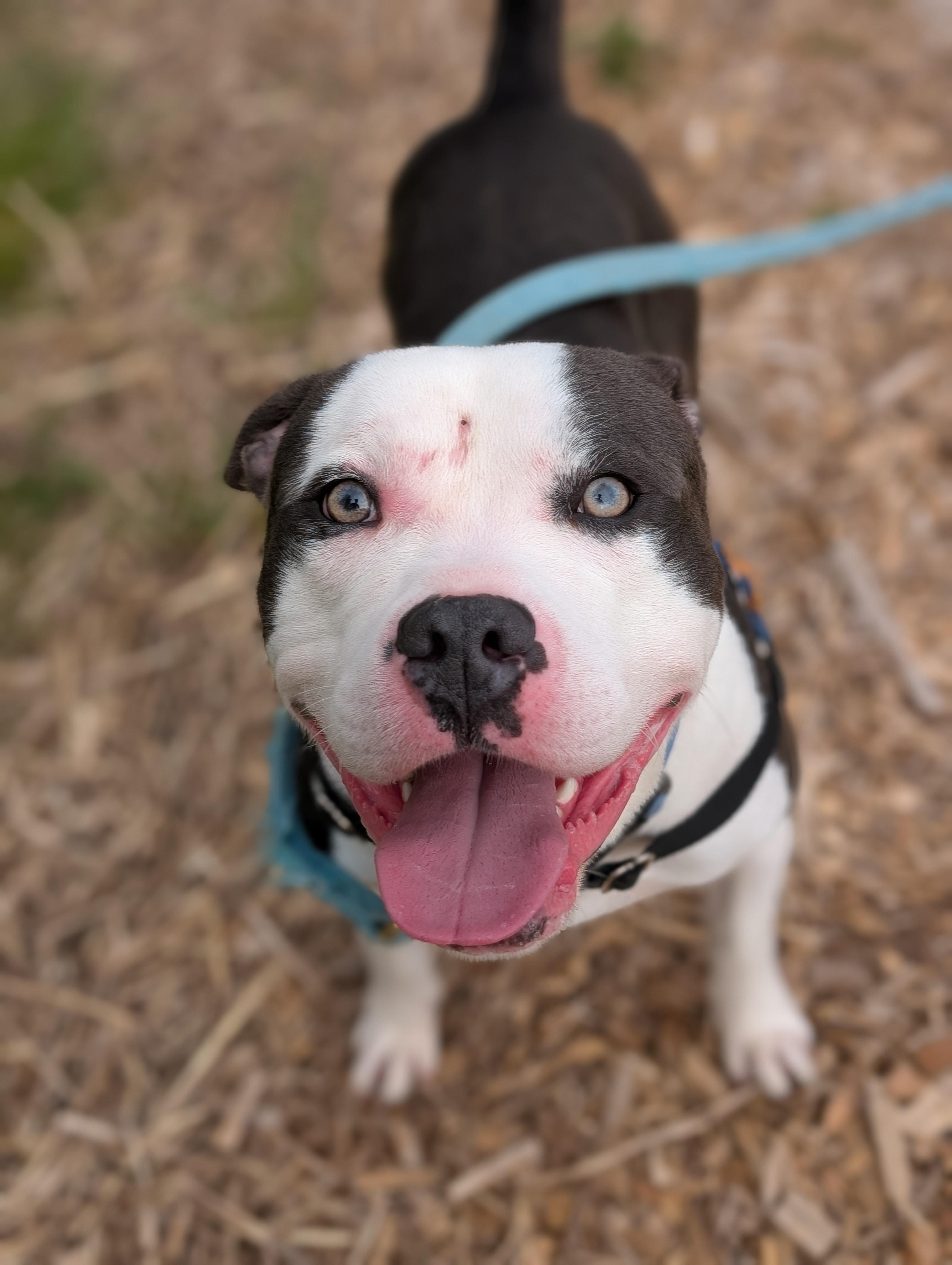 Enlarge Blue, a ADOPTABLE mixed breed in Bellingham, WA image 5/6