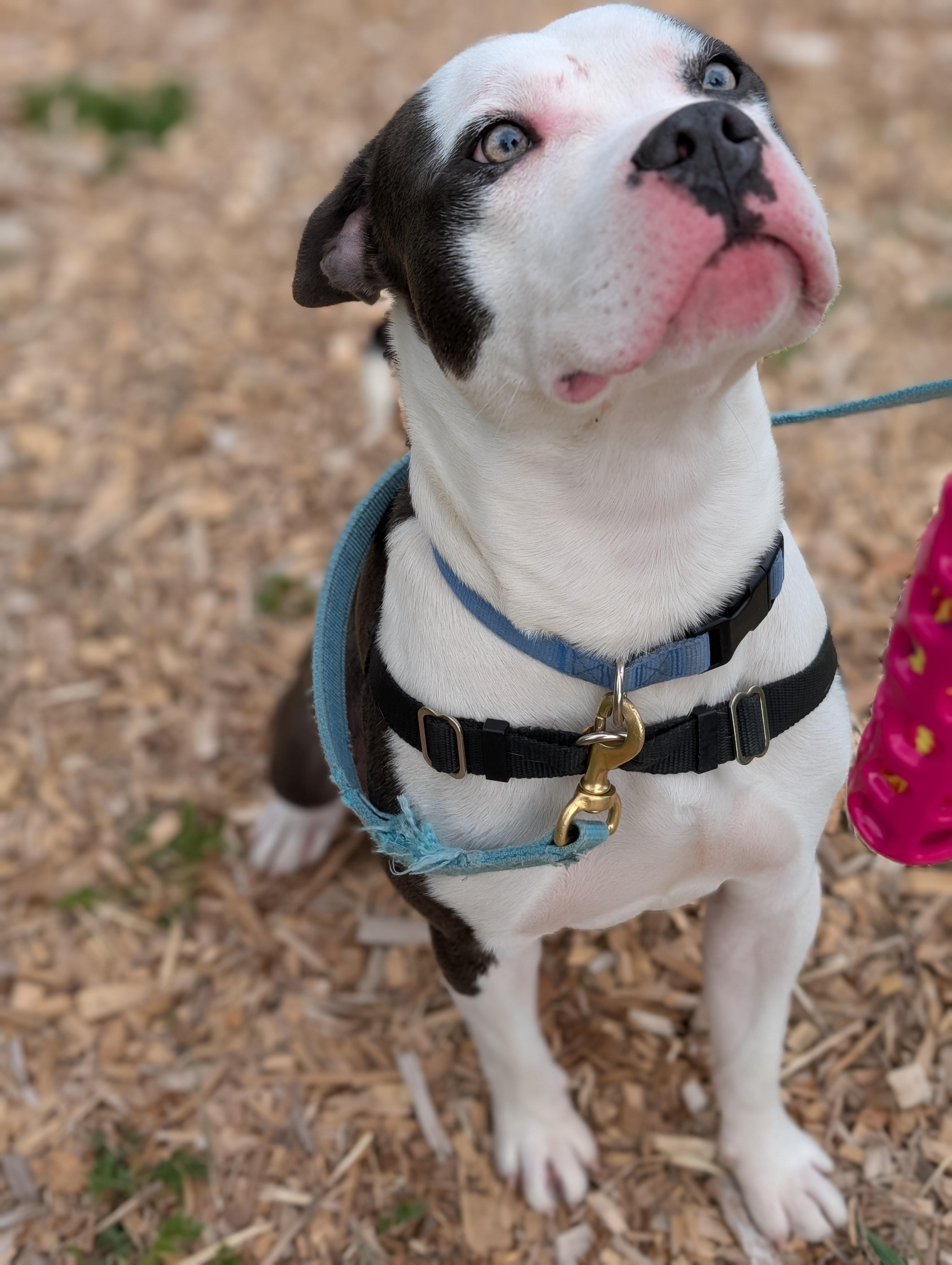 Enlarge Blue, a ADOPTABLE mixed breed in Bellingham, WA image 2/6
