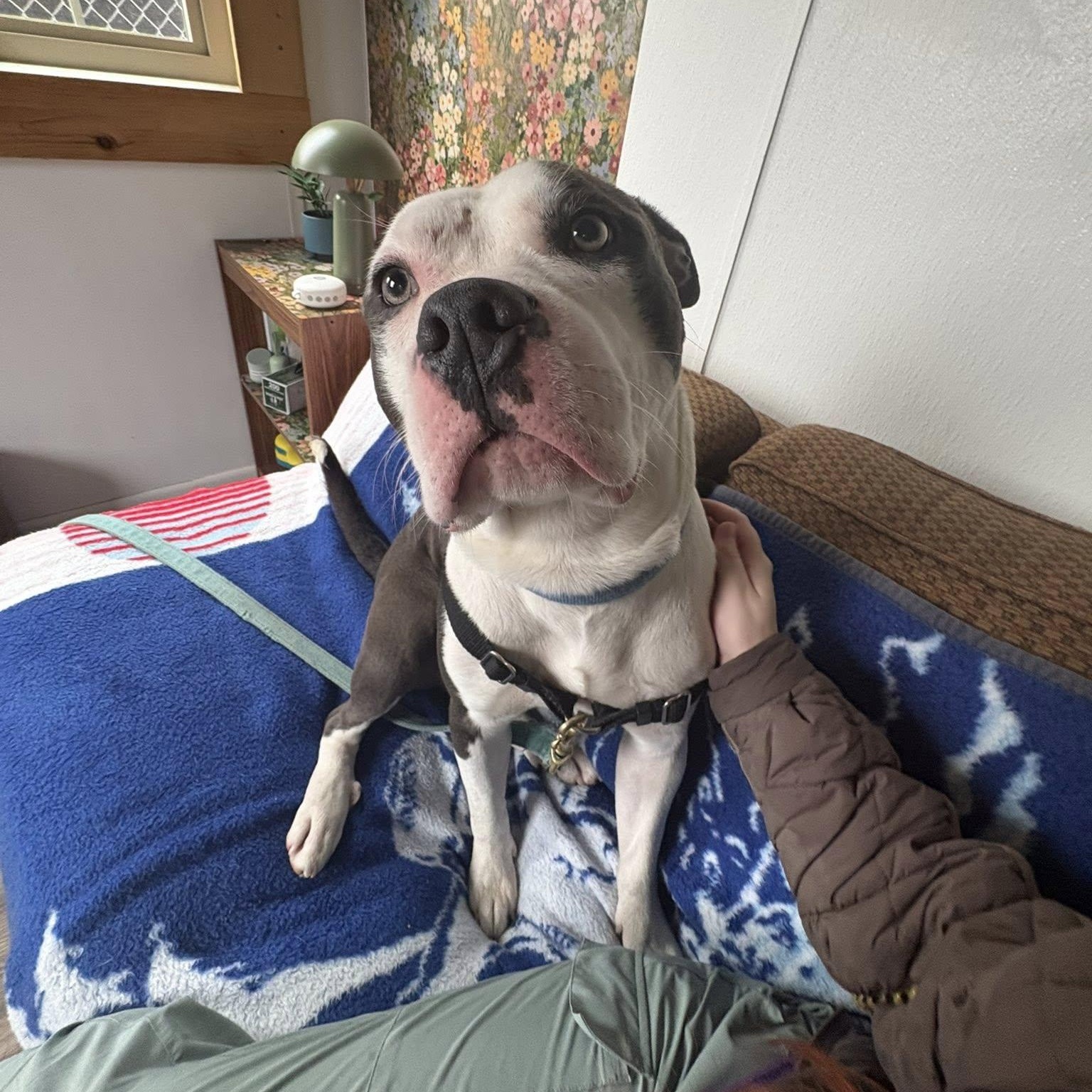 Enlarge Blue, a ADOPTABLE mixed breed in Bellingham, WA image 4/6
