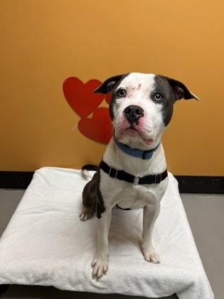 Enlarge Blue, a ADOPTABLE mixed breed in Bellingham, WA image 3/6