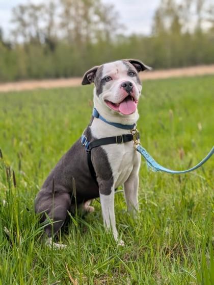 Blue, ADOPTABLE, Young Male Pit Bull Terrier.